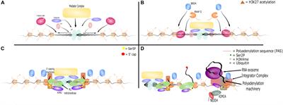 Frontiers Diversity and Emerging Roles of Enhancer RNA in